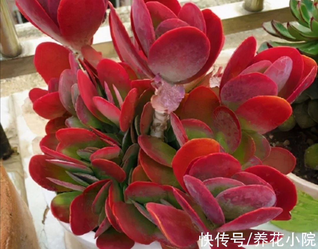 5种多肉，秋天多晒太阳，光照越充足，叶色越鲜艳