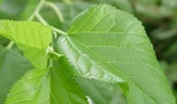 糖尿病患者|桑叶全身是宝,只有从农村出来的才知道,原来它还有这么多功效