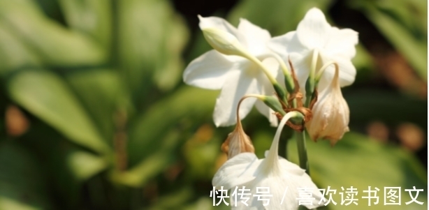 多养不厌，日子还旺的“吉利花”，妈说除夕后多养，寓意五福临门