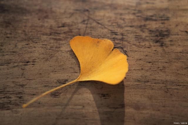 金元宝!落叶诗词52首:银叶金黄铺满秋,拾签追梦墨华留
