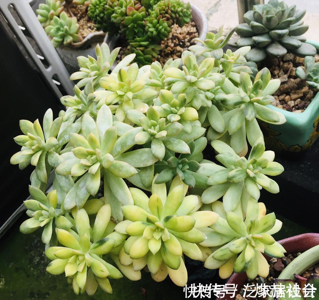 水雾|夏天温度高,不要给这“三多肉”喷水,否则易黑腐,直接化成水