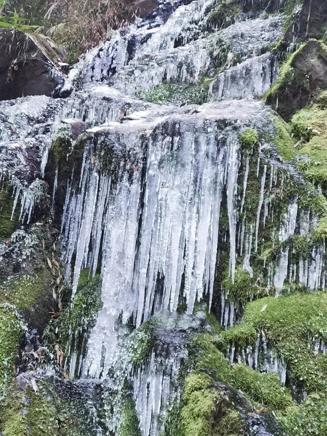 庆元县|不是初雪，胜似初雪，庆元雾凇，宛若仙境！