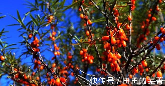 美容养颜|秋季到了，多吃三种食物，美容养颜，滋润肌肤，好处多多！