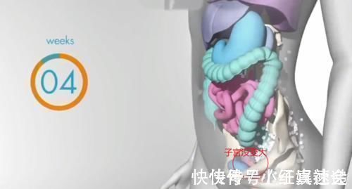 怀孕|怀胎十月,胎儿把妈妈的内脏挤哪去了?十张过程图带你了解