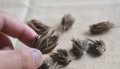 阳台|阳台养一盆这个花，叶子像芹菜，开花像玫瑰，种一次，年年开花