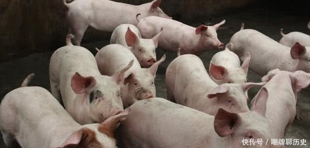 聊聊|用40头肥猪攻下城堡?聊聊中世纪城堡攻防战