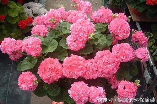 花市|11月逛花市,4种花别错过,现在养一盆,不愁冬天没花赏!