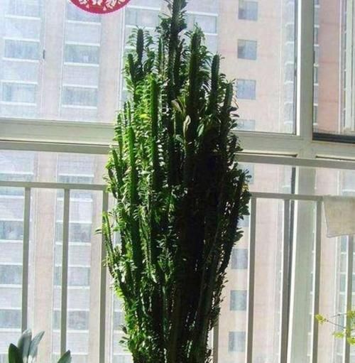 肥料|家里养这几款植物,娇小不占地,财源滚滚来,懂花的人都在养