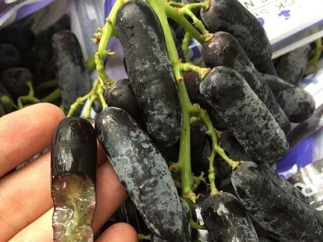 蓝宝石葡萄|此树冻不死,插土就活,庭院种2棵,明年结果200斤全家吃不完