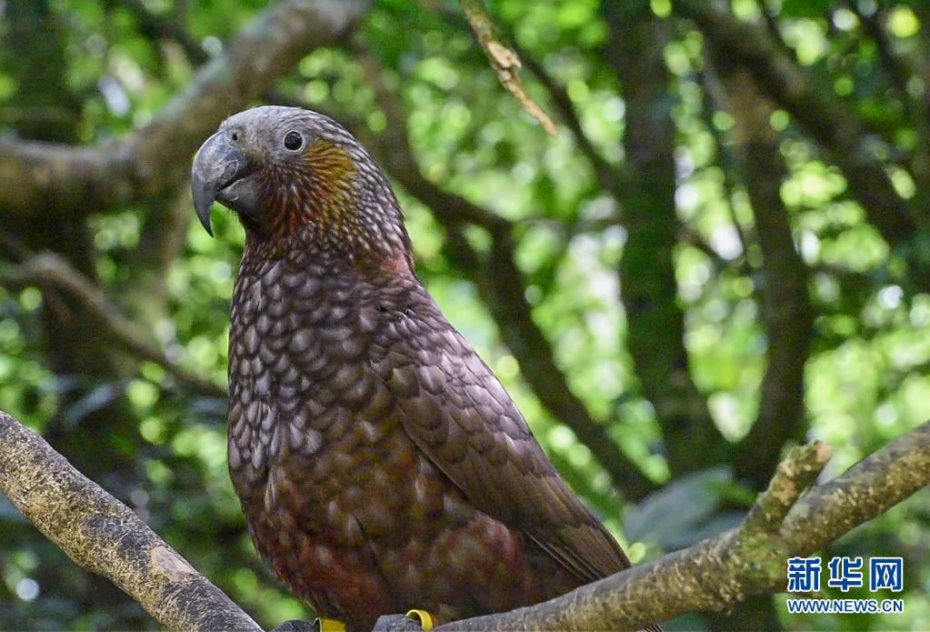 新华社记者|新西兰齐兰迪亚自然保护区：从废弃水库变身鸟儿天堂