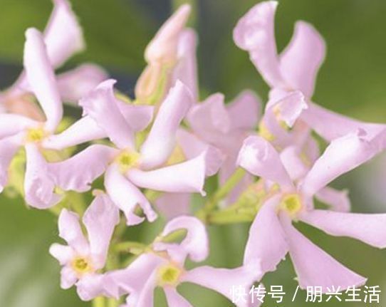 别养桂花了此花浇水就活,一年花开180天,家里种2棵特别香
