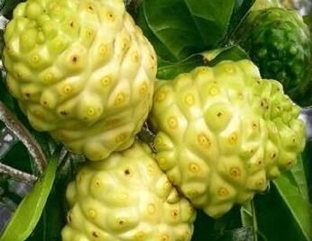 排毒果|女性常吃一“排毒果”,排出子宫毒素污血,活血化瘀,治妇科炎症