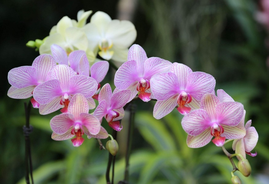 好看的兰花这样栽种后,不但可以常常开花,还能芳香满屋