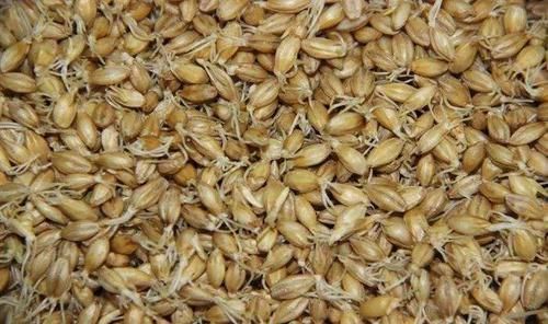 此物|此物被医赞为“天然纯阳药”，早晚吃一点，肾脏越来越强壮