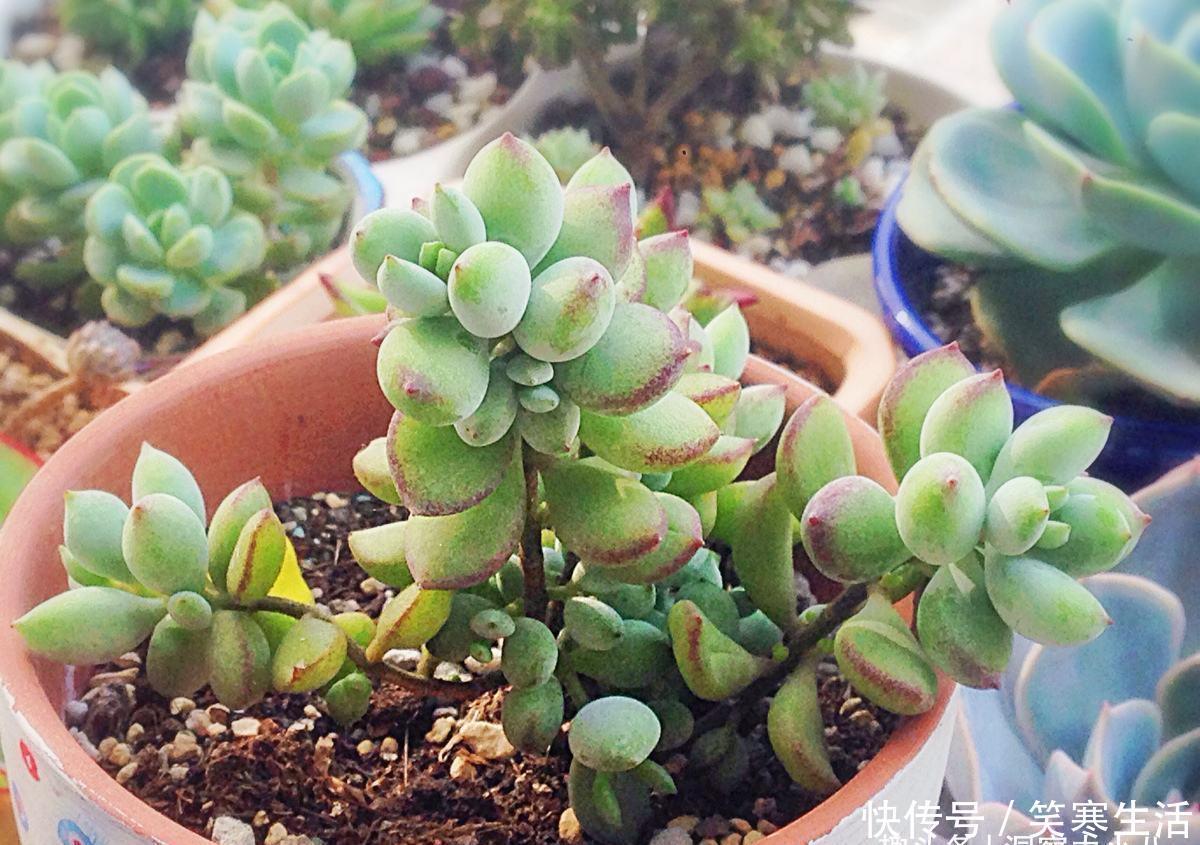 达摩福娘|这“三多肉”入冬就开挂,叶片自带“香气”,遇水疯长憋成小老桩