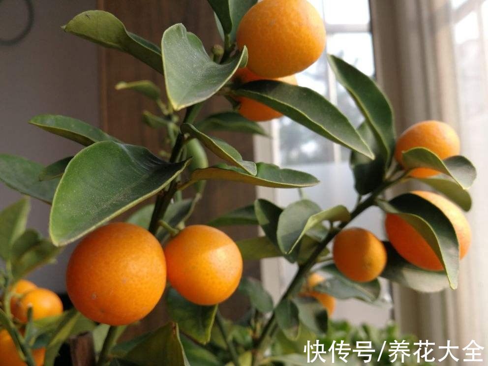 “家有果树,四季镇宅”,养盆果树,满枝结果有吉祥好兆头