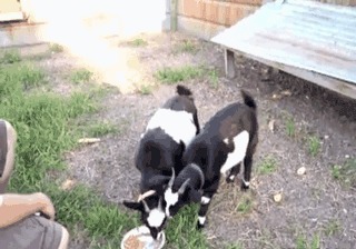 |搞笑GIF:想走?不存在的,老娘抗也要把你抗回去