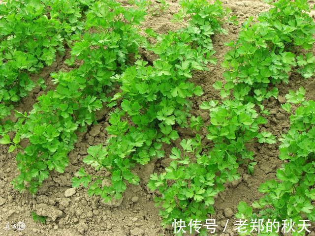 慢性皮肤病|香菜是“抗菌之王”, 但不能和它一起吃, 很多人还傻傻在吃