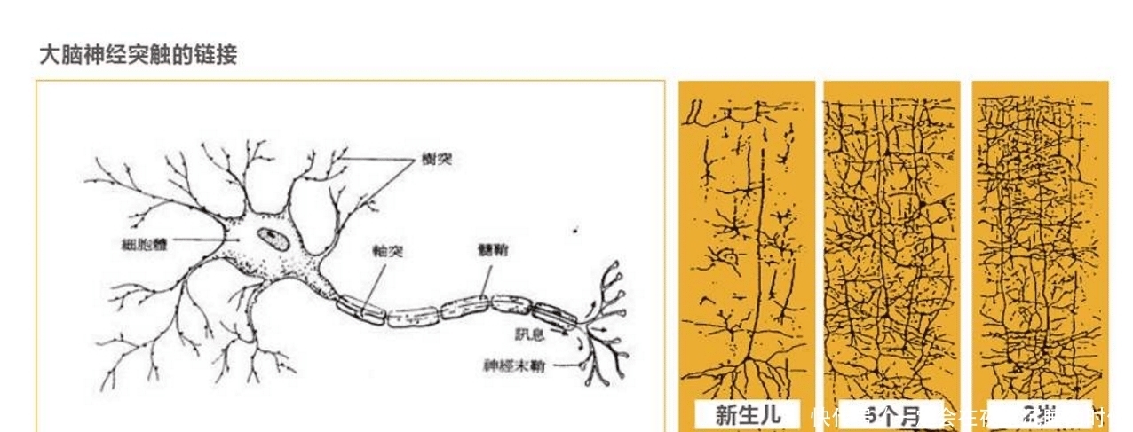 环境刺激|斯坦福大学研究发现：想要促进孩子大脑发育，家长要坚持这4件事