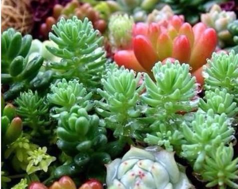 顺利|养多肉植物一个小技巧,长得壮状态好,而且还能顺利开花