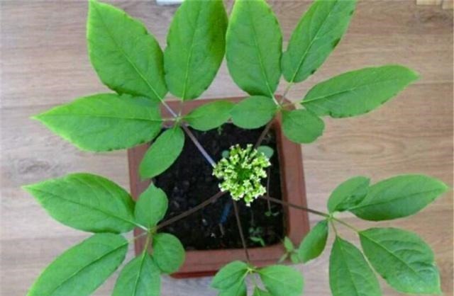 盆景|4种“名贵中药”做盆景,一养就是30年,土豪出价“5万”都不卖!