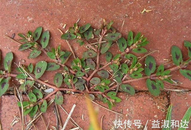 乌贼骨|农村墙角一野草,又叫“血见愁”,是一味“止血神药”,你认识吗