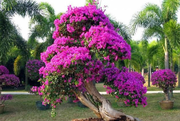 盆景|三角梅养成盆景又美又飒，爬成花墙热情浪漫，爆花成球秘诀在这