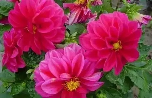 瑞香花|全国56市市花,太美了