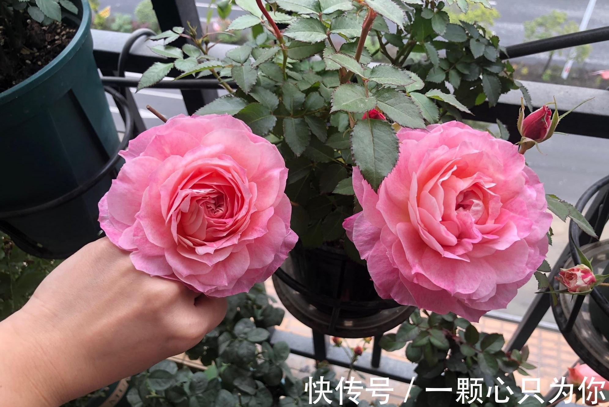 月季|一种长得像牡丹的月季花,颜值高,香气浓,四季花开,阳台也能养