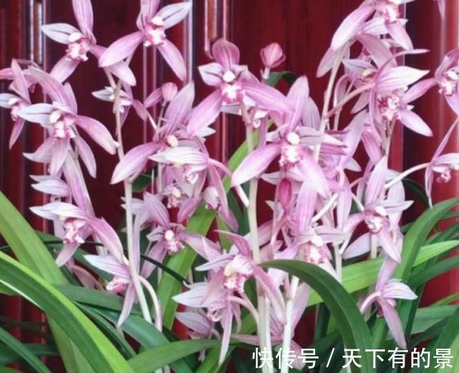 想要建兰一年多次开花？牢记3个要点，可以多季节开花