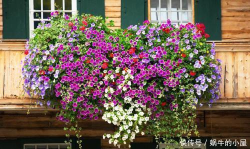 种花|4种花,赶紧“丢出去”,晒得越狠开花越多,不然今年没花赏