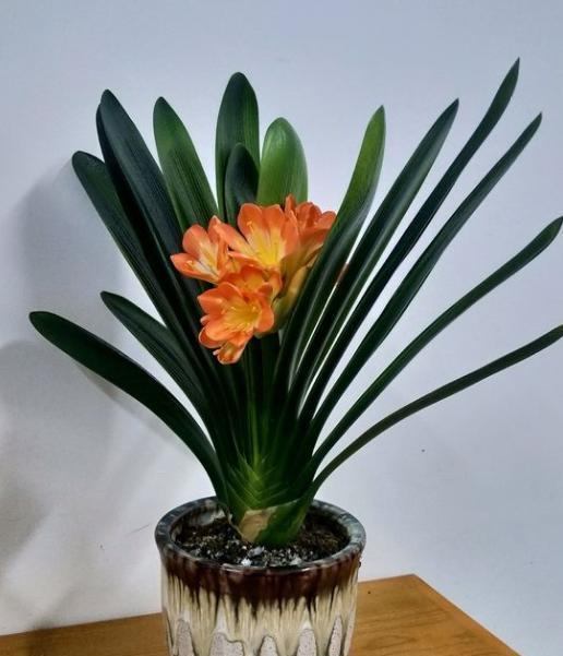 家中养君子兰,不用买土,3样“东西”一搭配,比买的土还好用