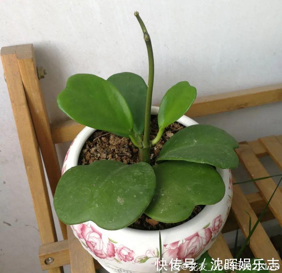 非洲堇|这花送人,只用送一片叶子,插土就活不心疼!