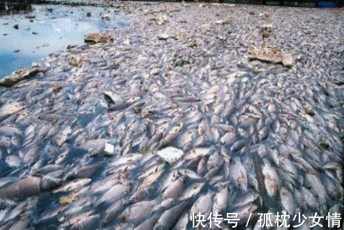 肉毒|5类鱼没营养,对人体有害,但很多人爱吃