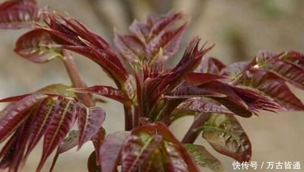 崩漏|农村深山里这3大野菜，认识2种算厉害，全部吃过我服了！