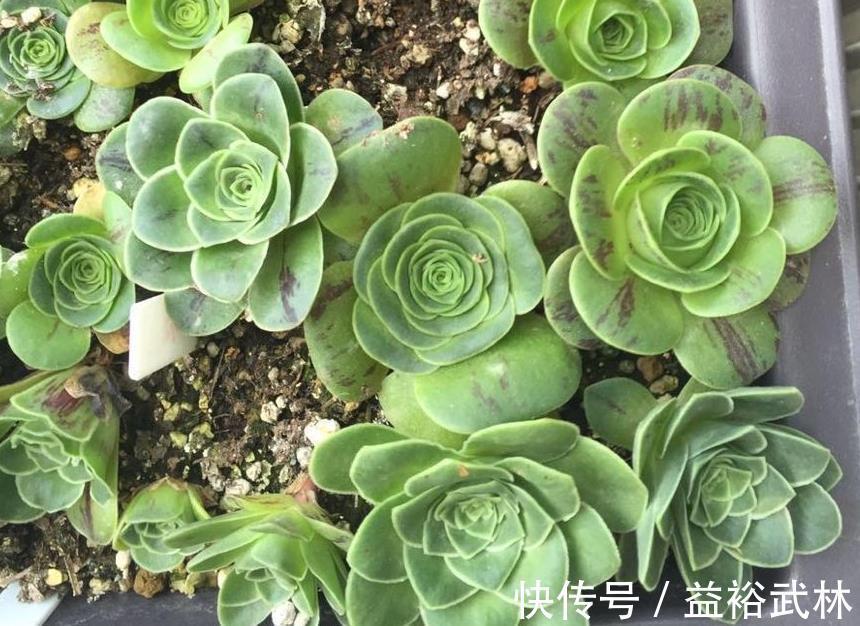 山地玫瑰|此款多肉叶子像玫瑰花，高贵漂亮，满足5点养成老桩，格外讨喜