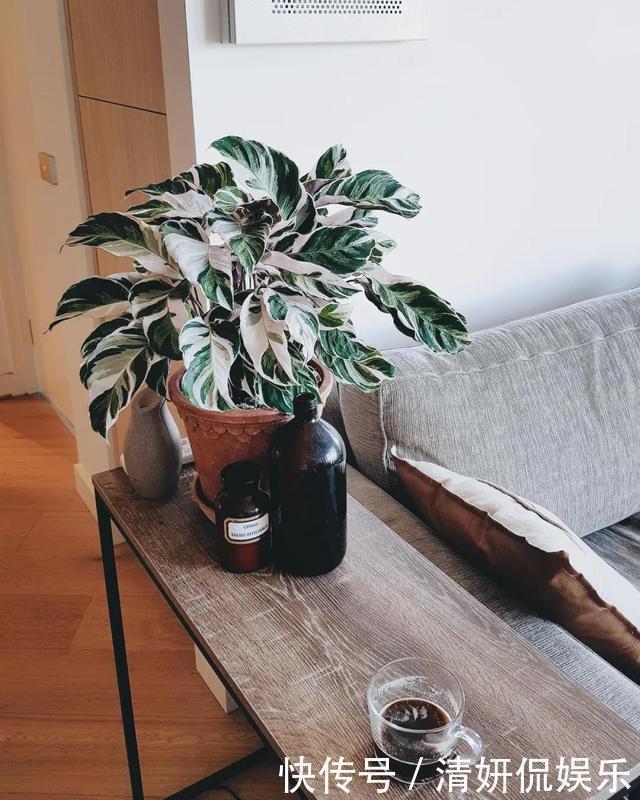 观音莲|天生“体阴”的6种花,晒太阳易黄叶,阴一点反而长得绿油油