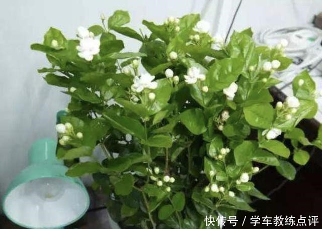 茉莉花、太阳花开花少，“2勺它”浇盆里，17天冒出“花骨朵”！