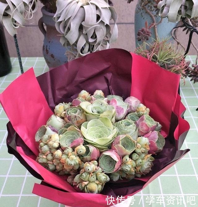 1种多肉“玫瑰”,做成“手捧花”高颜值,养成老桩更加漂亮!