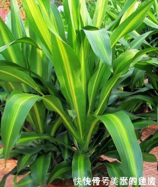 杀菌|聪明人都养4种花，除尘又杀菌，不花一分钱，空气清新