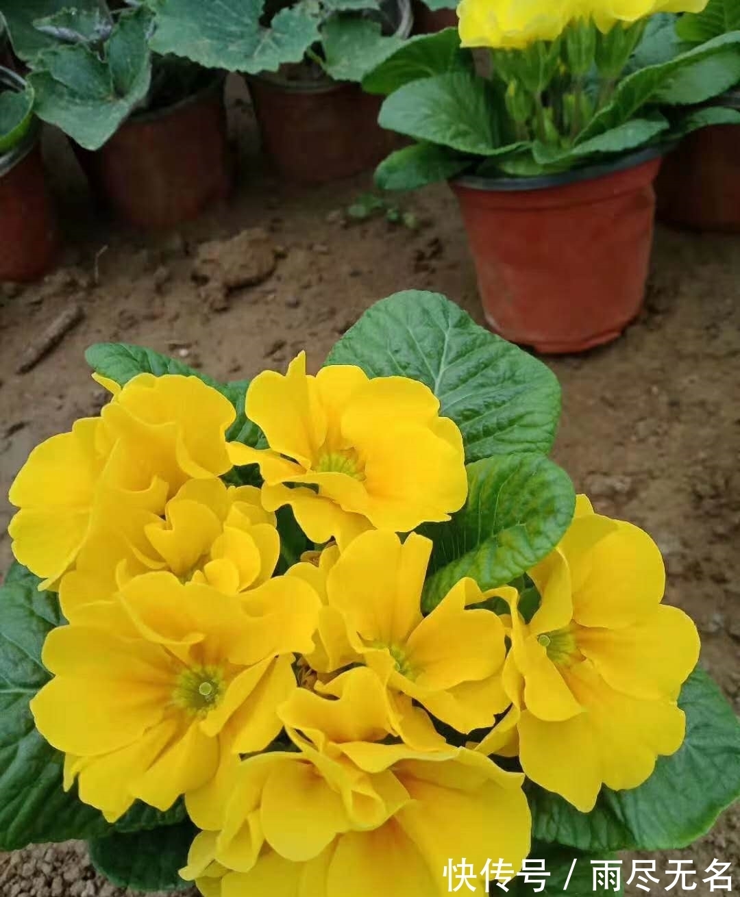 这几种花冬天开爆盆,但一般人家养得不多,现在养正开花,很漂亮