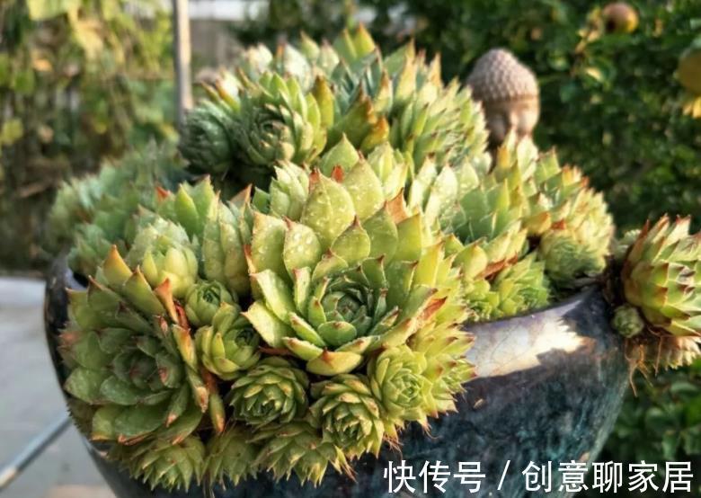 花卉|5种不起眼的小盆栽，价格便宜养护简单，越养越精贵，适合新手