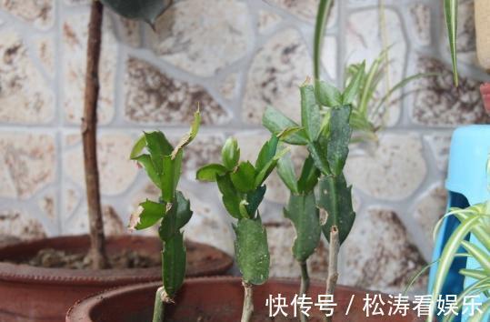 叶片|蟹爪兰养不好,用此“神木”一嫁接,快速爆满芽,开成“花树”