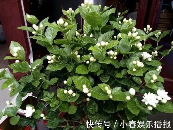 花友|花友们，茉莉花期的时候，4件事万万不能做，不然花苞呼呼落