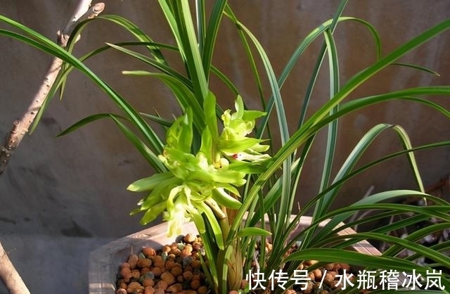 花瓣数多达100多瓣的兰花,香味浓烈醇正,花苞多变,值得入手