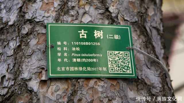 郑亲王家族墓尚存的一棵古树