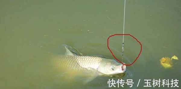 野钓如何运用长短子线,以及子线粗细选择的一些方法