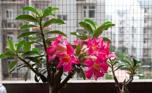 比仙人掌还耐活的花,几乎全年不用浇水,花色艳丽,花期长8个月