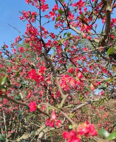 中薪|樱花、海棠、油菜花......到这些地方来边品美食边赏花