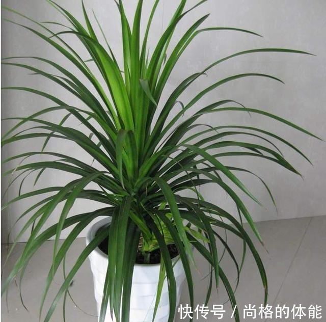 “3种花”摆客厅,大气、上档次,叶片油绿,空气清新,你养了吗!